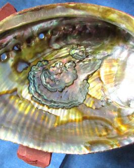 Smudge Bowl, Abalone Shell